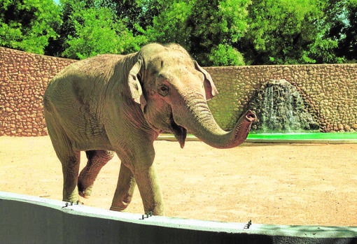 La elefanta Flavia murió en el Zoo de Córdoba tras 46 años en el centro