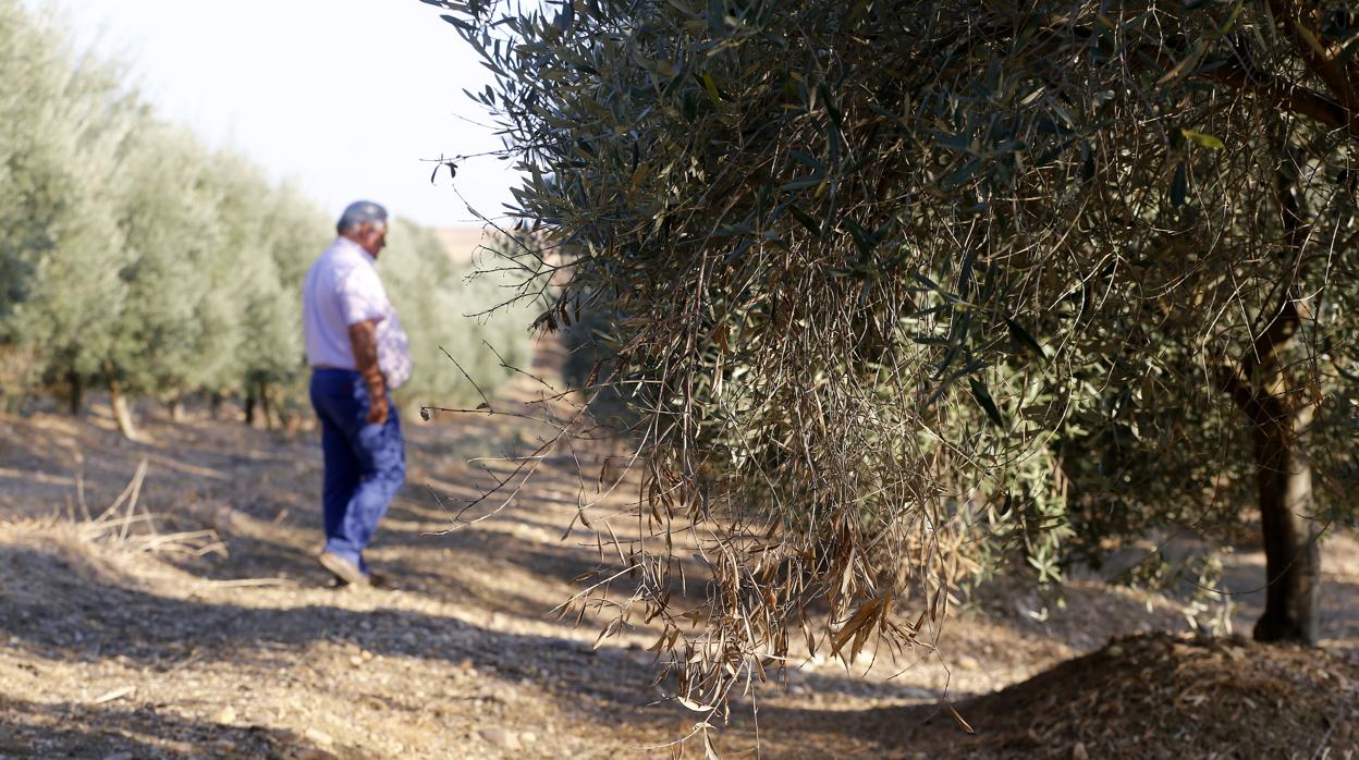 Un campo de olivar afectado por la sequía