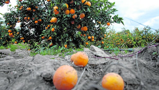 Nuevos patrones de cítricos con tolerancia al HLB, en evaluación