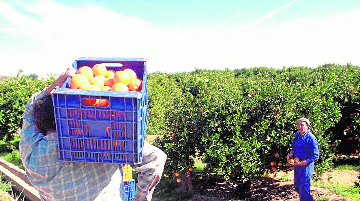 Jornaleros en la recogida de la naranja