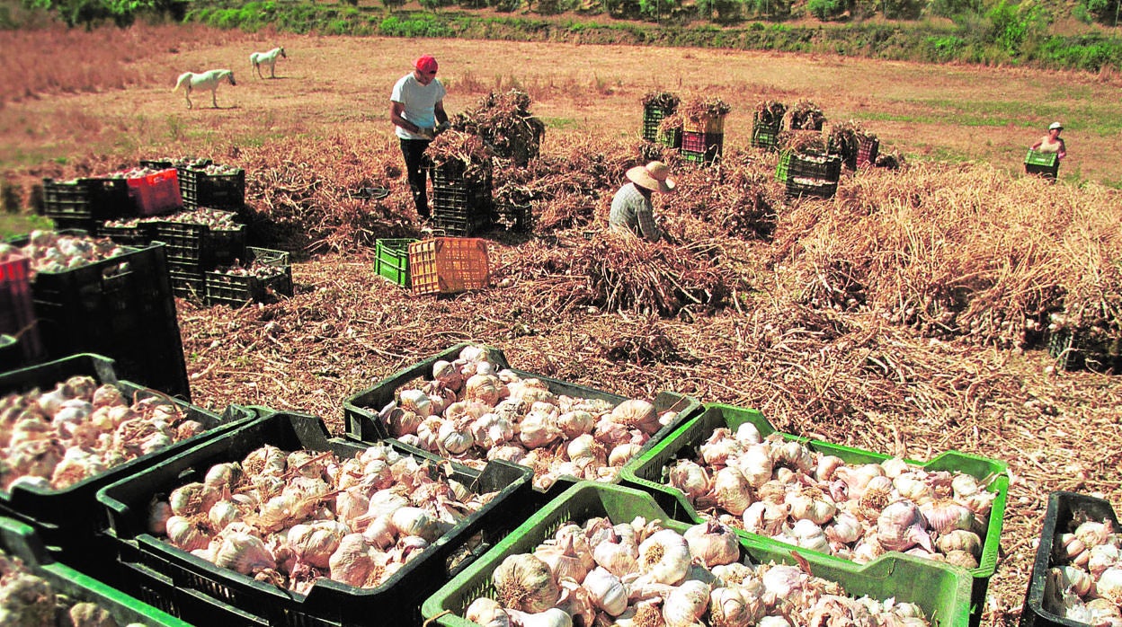 Recogida de ajos en una propiedad agraria de Montalbán