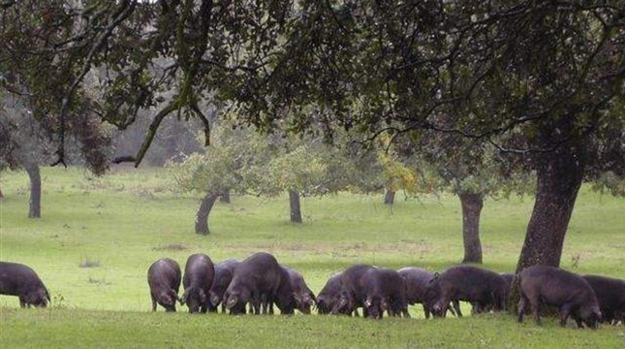 Cerdos pastando en las dehesas del norte de la provincia de Córdoba