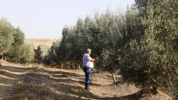 La producción de aceite en Córdoba cae un 12% en los tres primeros meses de la campaña