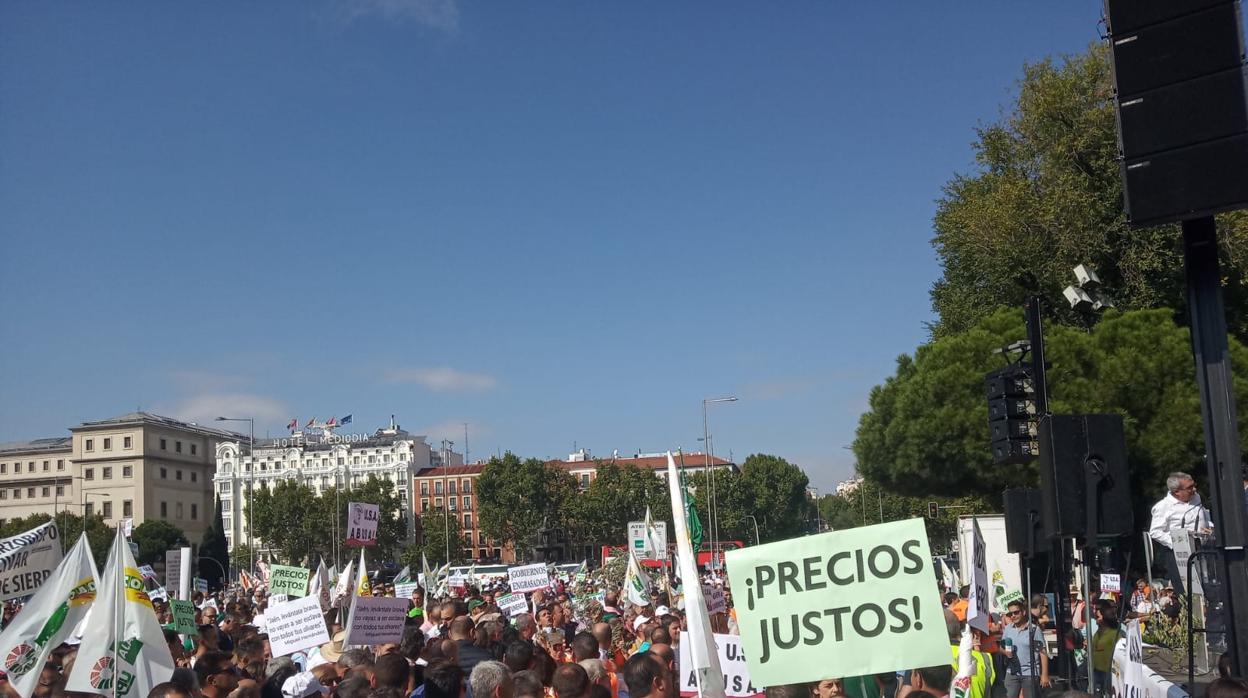 Manifestación de olivareros en Madrid en protesta por el precio del aceite de oliva