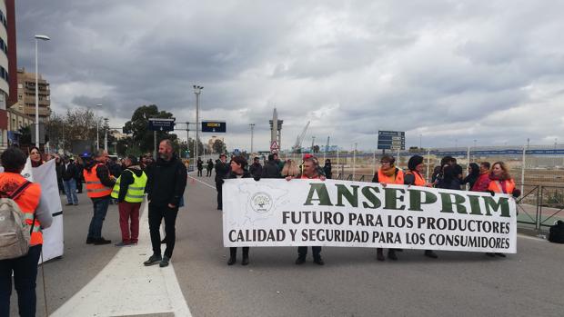 Agricultores llevan sus protestas a Algeciras para exigir que se frenen las importaciones «descontroladas»