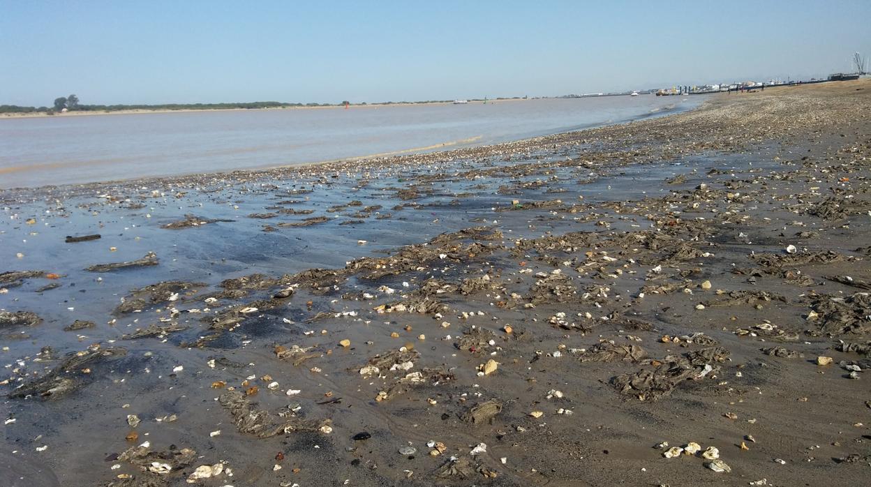 Imagen facilitada por Ecologistas en Acción de la playa repleta de toallitas higiénicas