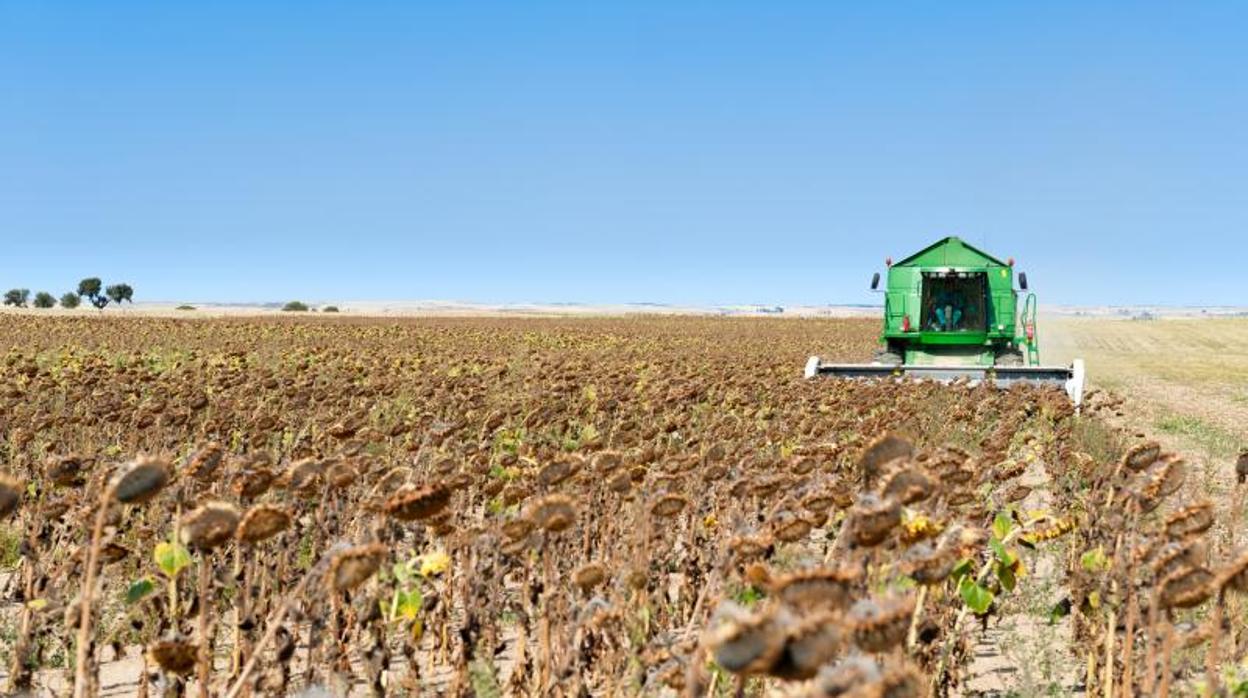 Consecha de girasol