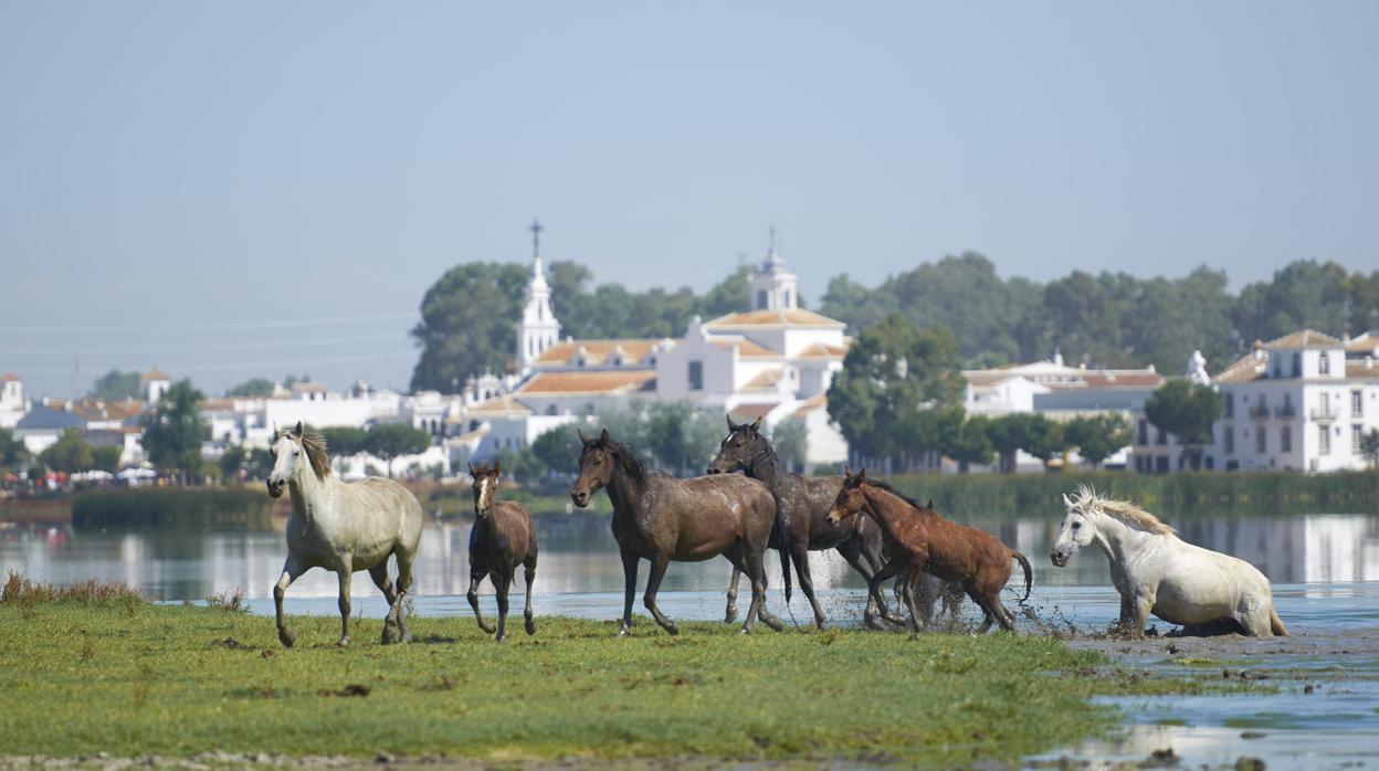 Yeguas en el Parque Nacional de Doñana