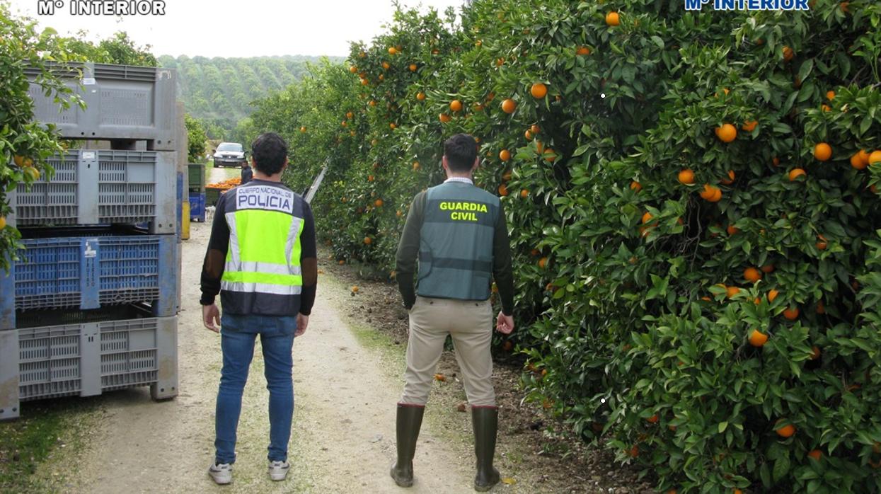 Agentes de la Policía Nacional y la Guardia Civil en el operativo