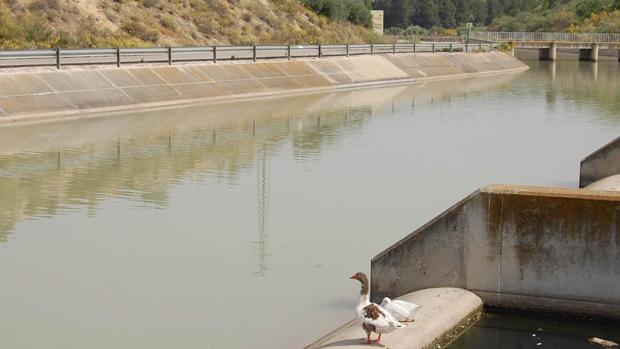 Los regantes auguran que la sequía reducirá las dotaciones de agua en Córdoba