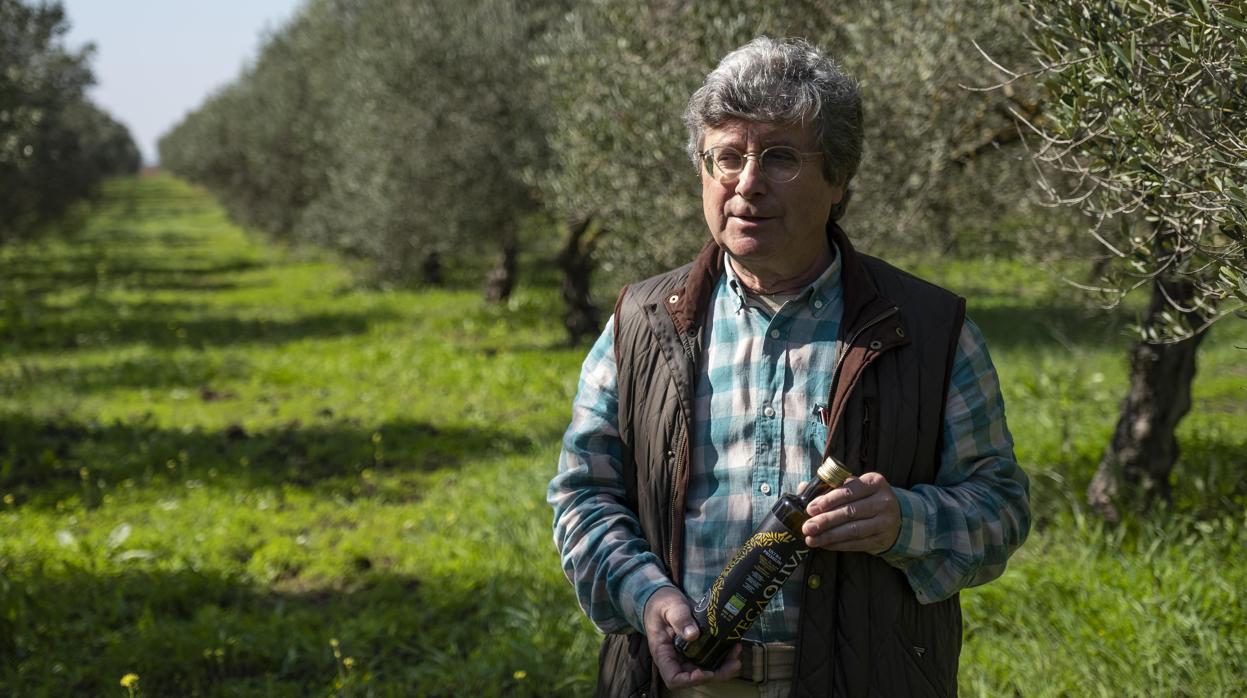 Juan Hurtado produce en su finca de olivos aceite ecológico premiun de aceituna manzanilla