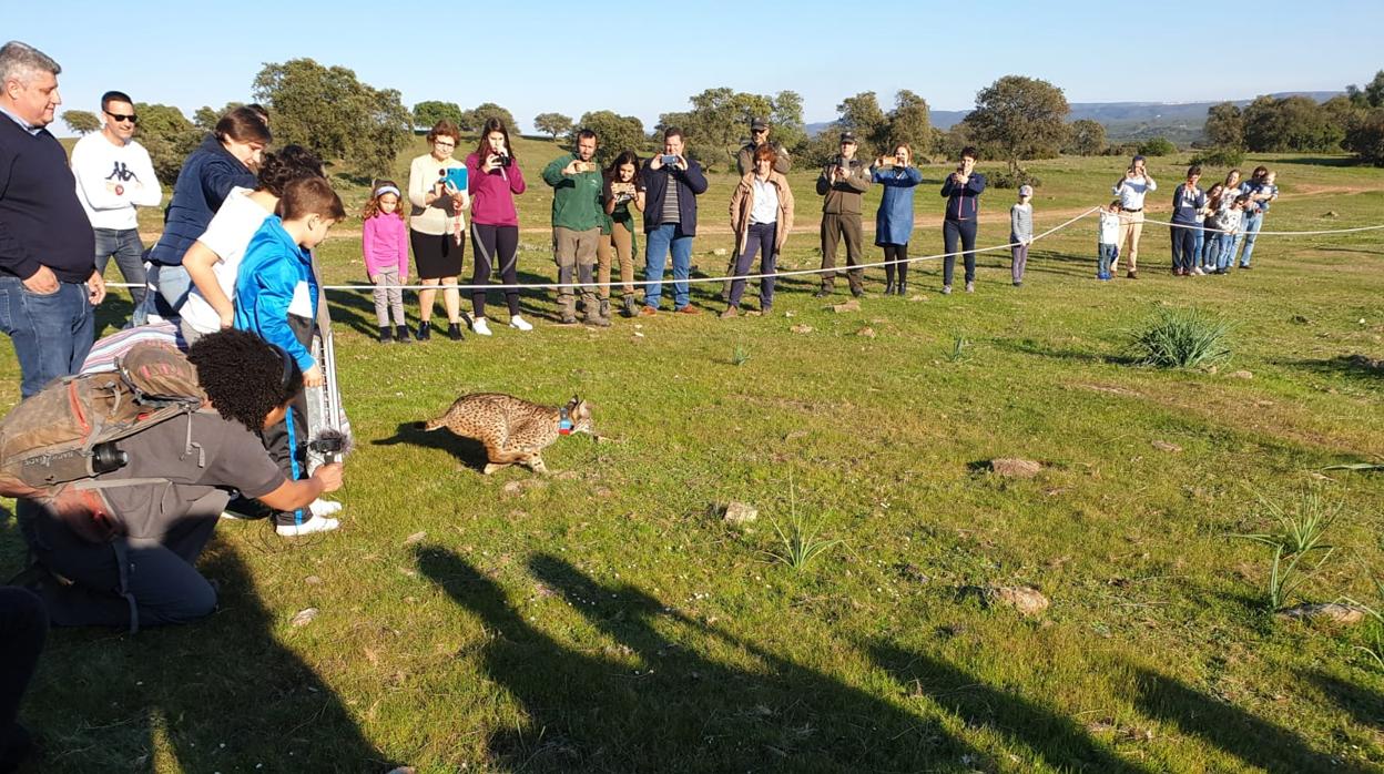 Uno de los linces soltado en un paraje del municipio jiennense de Vilches