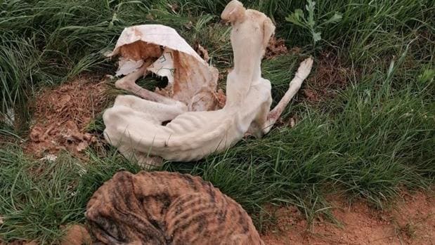 Encuentran a dos perros famélicos y abandonados en un pueblo de Huelva