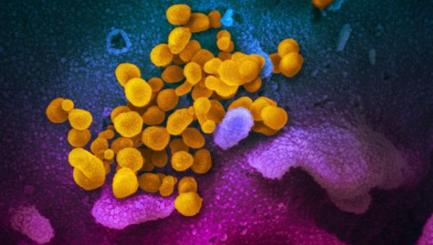 Doce nuevos casos de coronavirus en Andalucía con la confirmación de un nuevo infectado en Córdoba