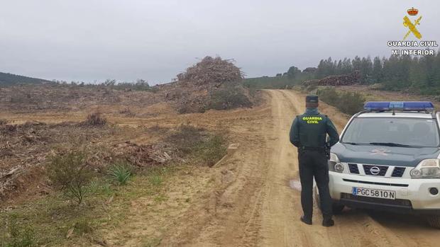 Nueve detenidos por el robo de madera en un monte público de Huelva