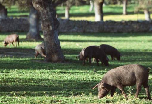 Coronavirus | Estos son los eventos y citas que se suspenden en Córdoba