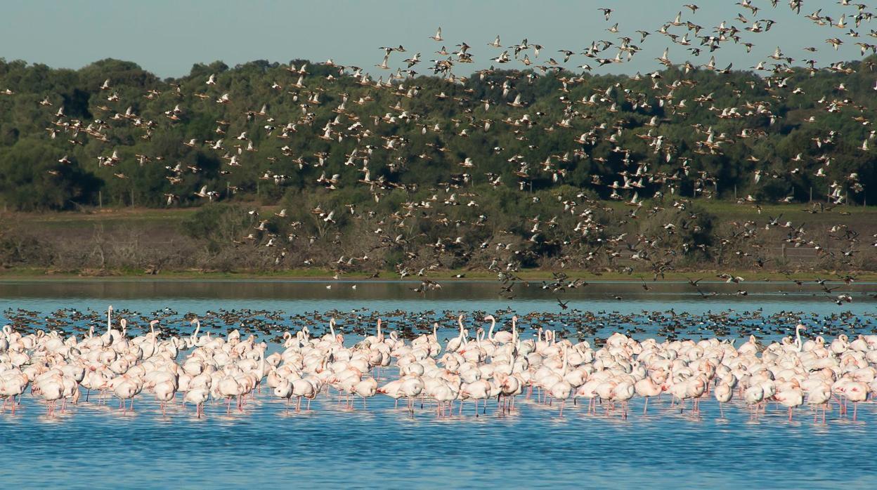 Flamencos en uno de los lucios del Parque Nacional de Doñana