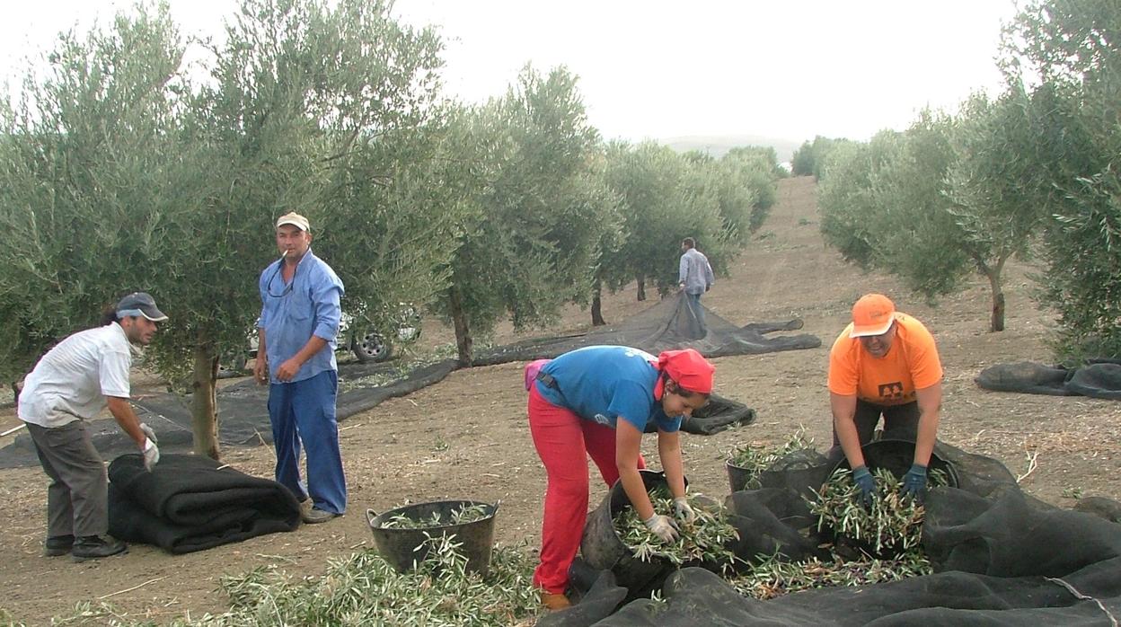 Recogida de la aceituna en una explotación agraria cordobesa