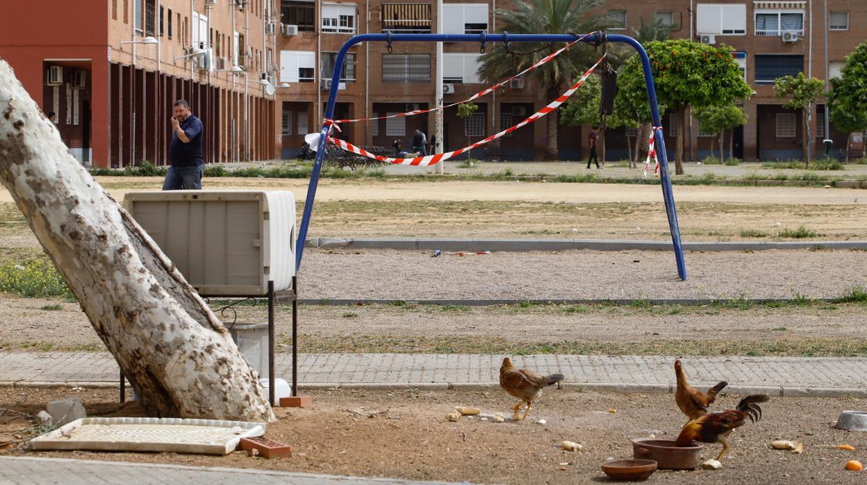 Tres gallos se alimentan en un patio de Las Palmeras