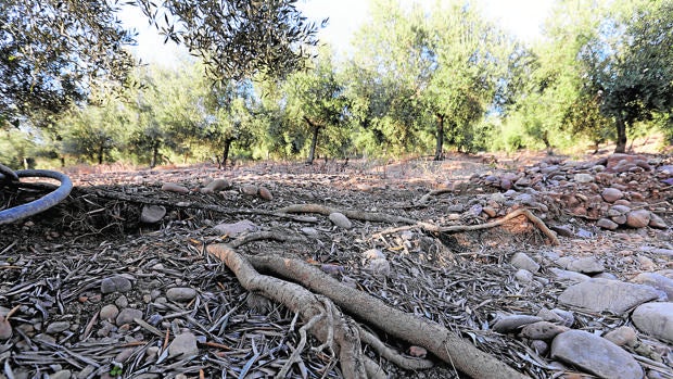 El olivar y el cereal acaparan los daños por la falta de lluvias en la provincia