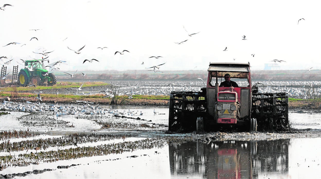 Dos tractores en un campo de arroz