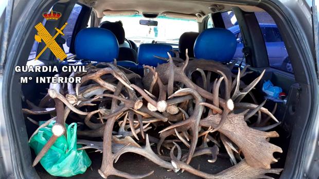 Infringen el decreto de alarma para transportar cuernas de ciervo y de gamo en Jaén