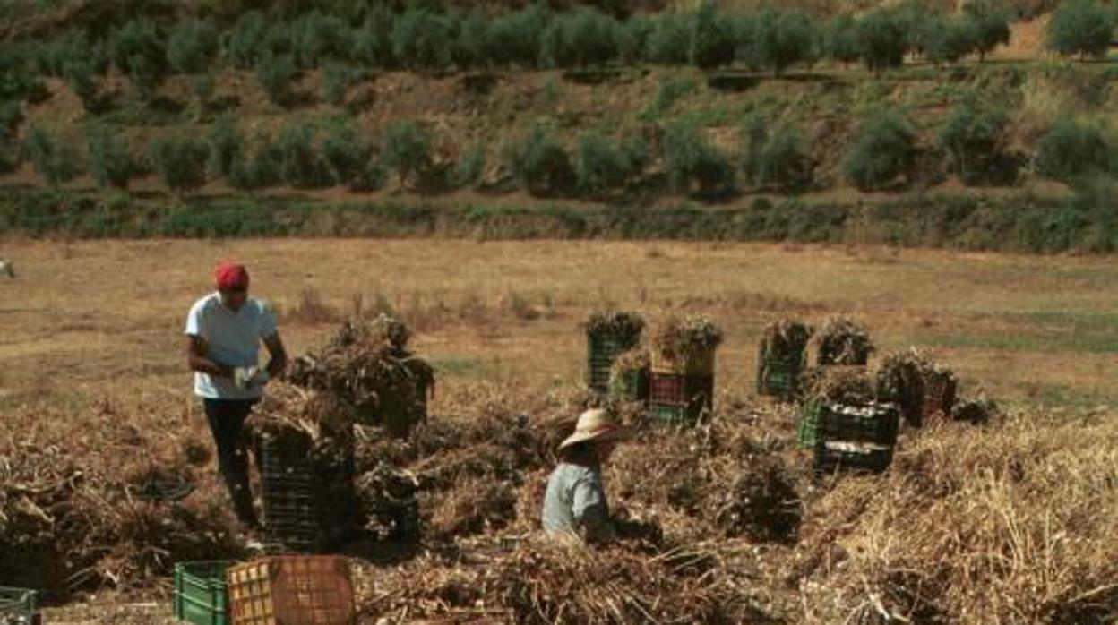 Recogida de ajos en Santaella en una imagen de archivo