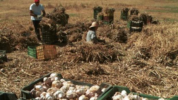 Peligran los 400.000 jornales del ajo de Córdoba por problemas con la mano de obra