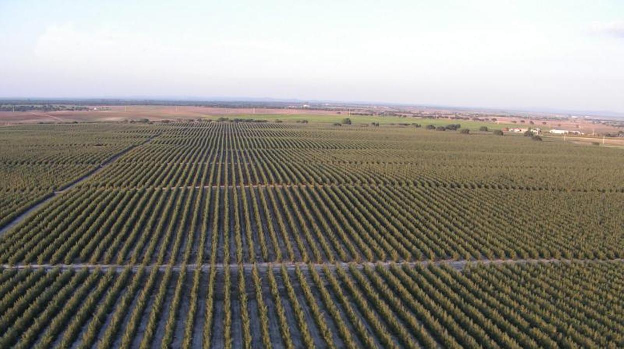 Una plantación de olivar intensivo