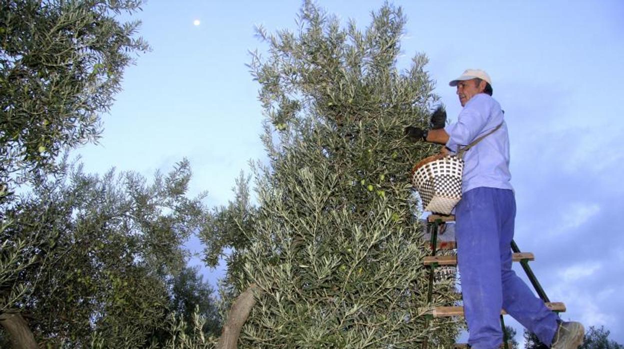 La superficie destinada a olivar para aceituna de verdeo experimetó un aumento en Córdoba en 2019