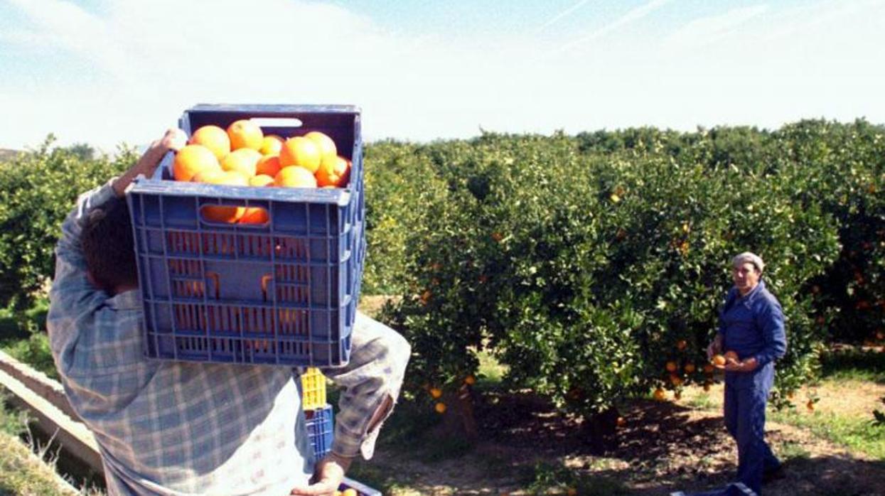 Dos jornaleros en la recogida de naranjas