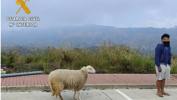 Sancionado por pasear a una oveja en pleno confinamiento en Marbella