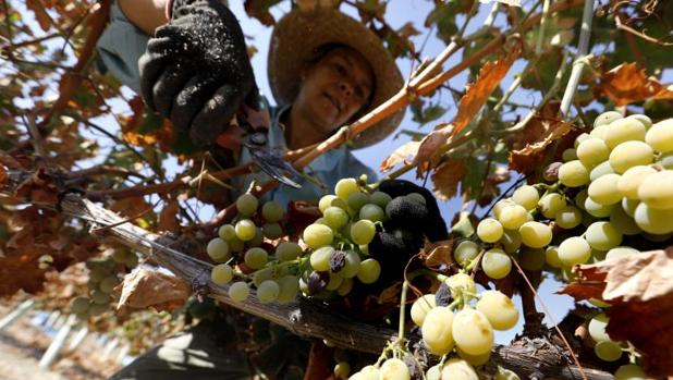 La venta de los vinos Montilla-Moriles cayó en marzo un 80 por ciento