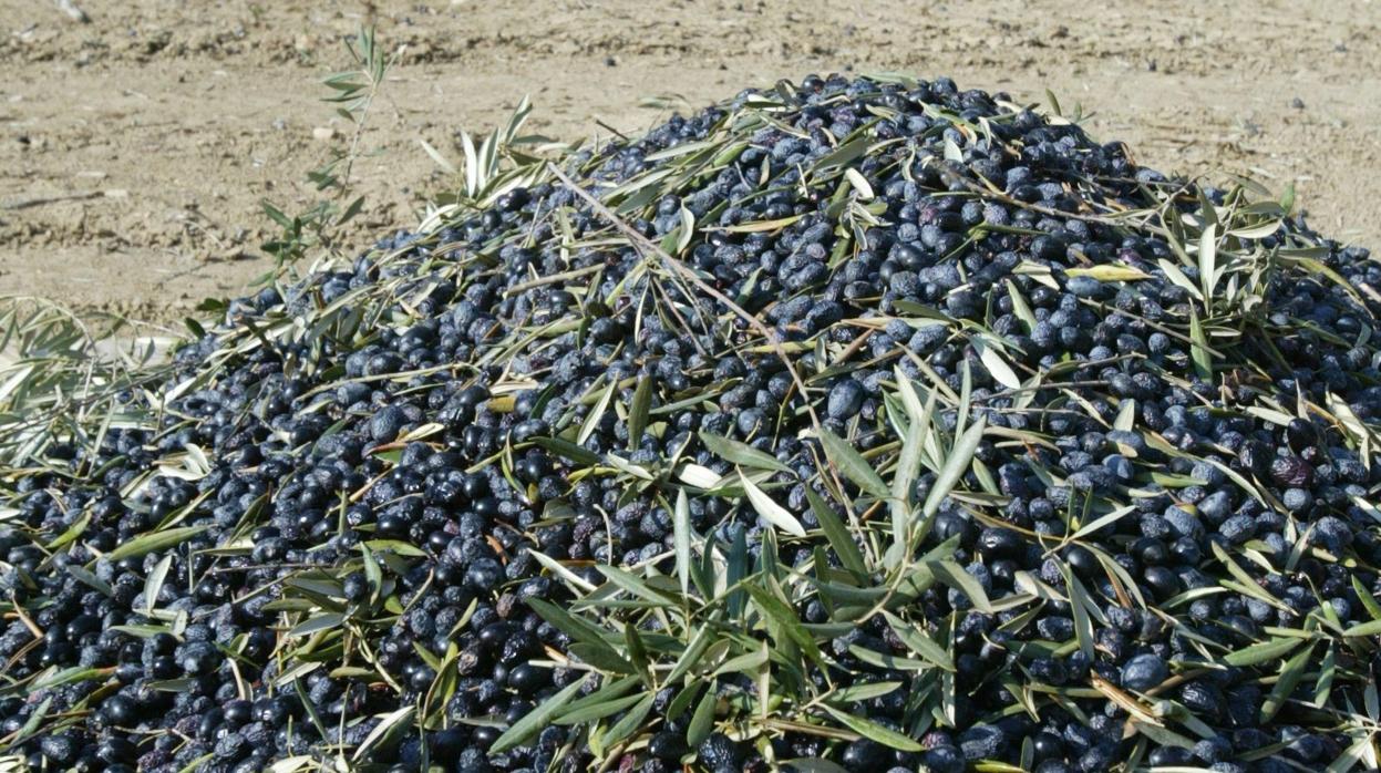 Jornaleros en una finca de olivos en Córdoba