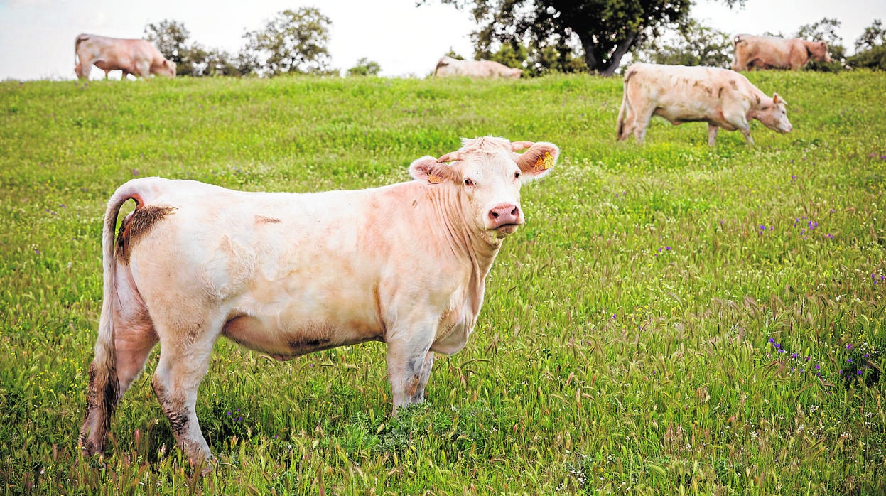 Vacas en un prado de Pozoblanco