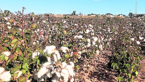Santaella y La Carlota, los municipios de Córdoba más beneficiados por la rebaja fiscal del campo