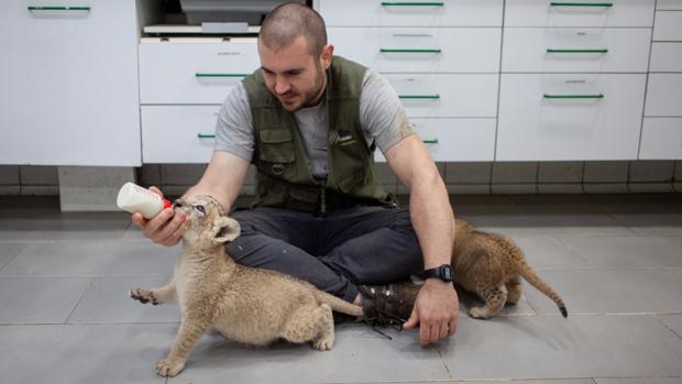 Cómo alimentar a 30 leones sin ingresos por el estado de alarma