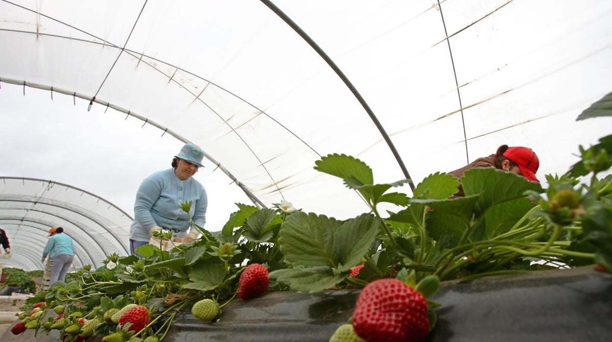 Temporeras cogiendo fresas en una explotación