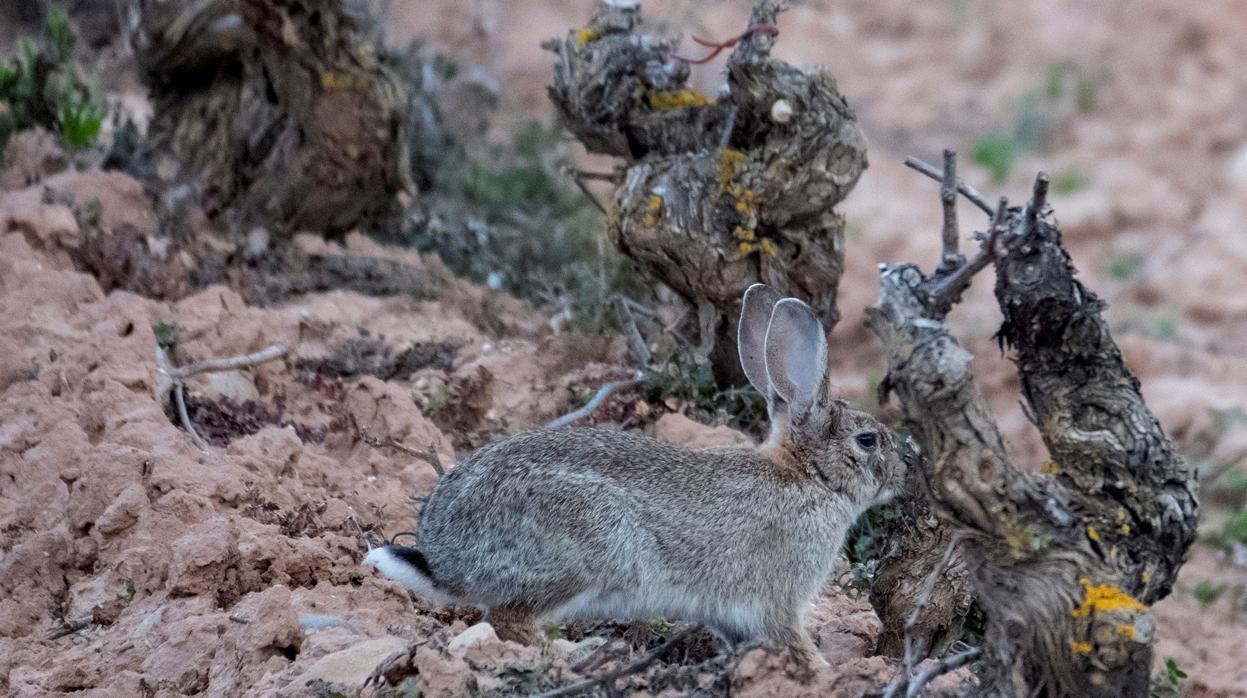 Un conejo corre por un campo de vid