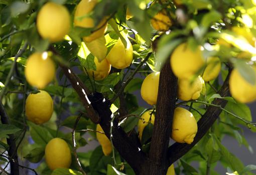 Limones en la calle Parras, 6