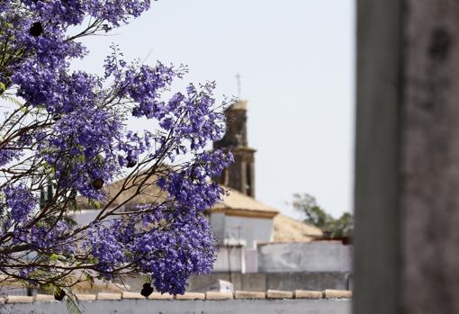 El campanario de una iglesia visto tras la jacaranda del patio de la plaza de las Tazas