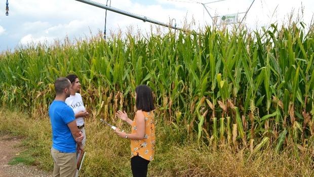 Investigan la forma de crear más cereales sin consumir más agua y terreno