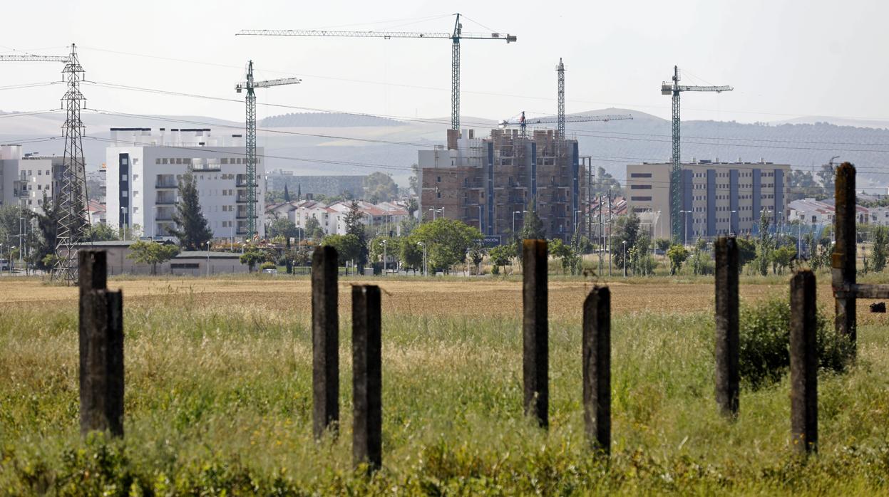 Imagen del bosque de grúas que se levanta en Huerta de Santa Isabel