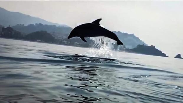 Una espectacular colonia de delfines irrumpe en las playas de Almuñécar