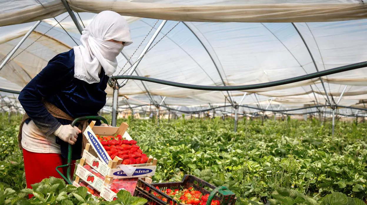 Una temporera marroquí recolecta fresas en una explotación agrícola de Cartaya