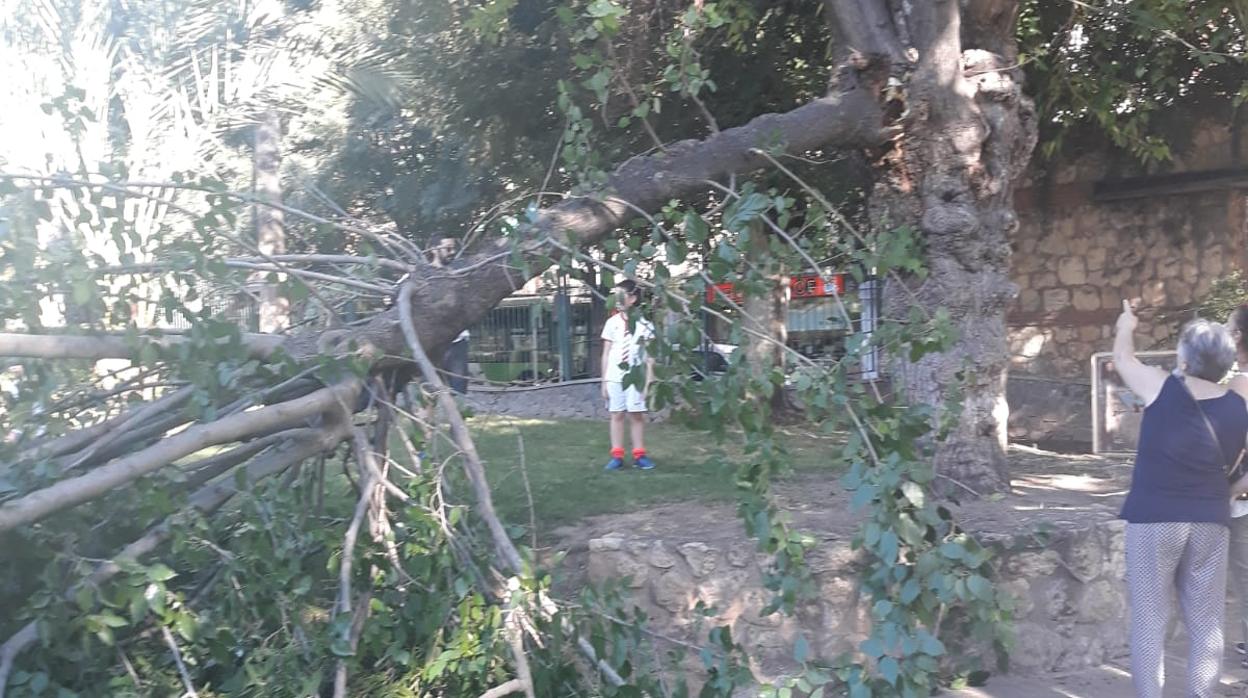 Rama que cayó en el parque Juan Carlos I de Córdoba