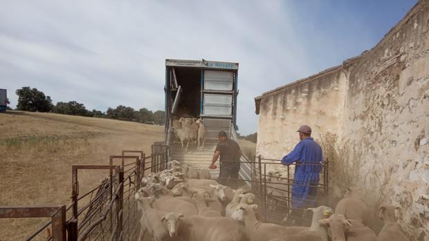 Plan B de la trashumancia para evitar al coronavirus