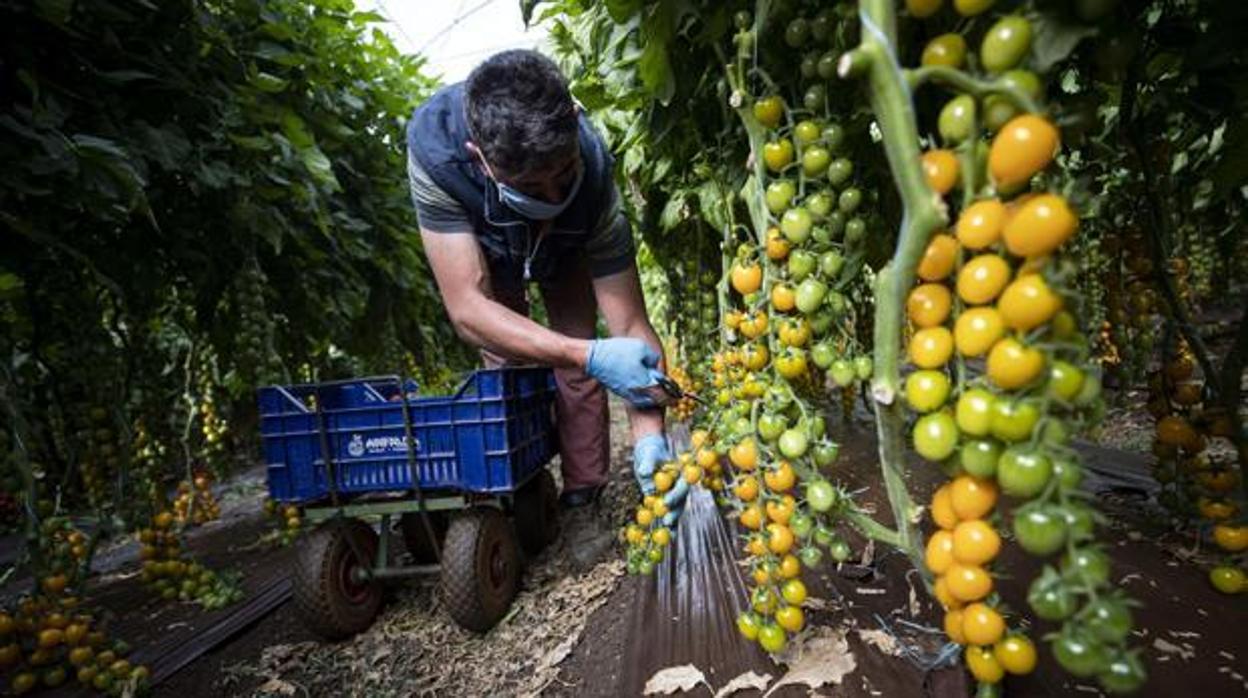 Un operario recoge tomates en Almería