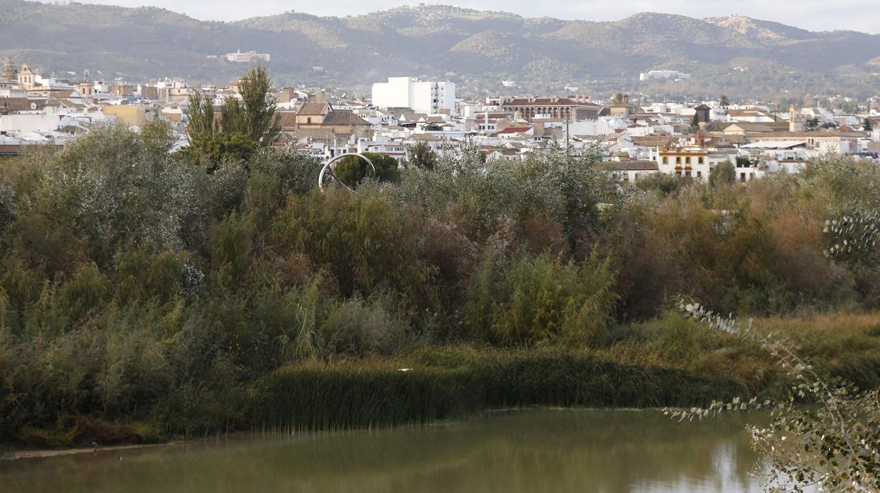 Imagen de la expansión incontrolada de árboles en el Guadalquivir