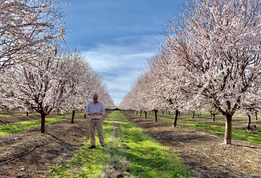 José María Cabrera ante una hilera de almendros en el Cortijo de la Reina